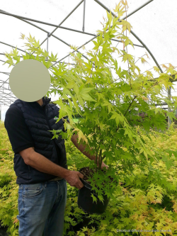 ACER palmatum ORANGE DREAM En pot de 10-12 litres buisson hauteur 040-050 cm