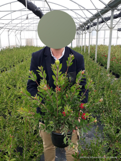 CALLISTEMON laevis