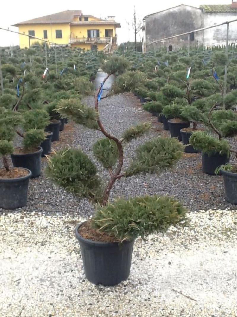JUNIPERUS media WILHELM PFITZERIANA En pot forme bonsaï