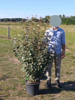 ELAEAGNUS ebbingei (Chalef - Arbre)