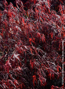 ACER palmatum ENKAN