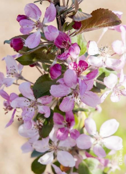 MALUS APPLETINI