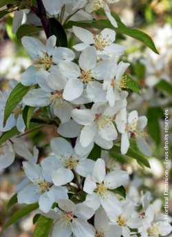 MALUS RED JEWEL