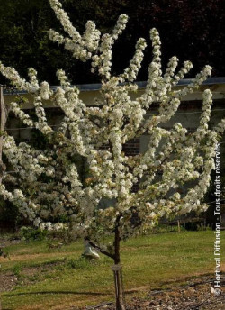 MALUS RED JEWEL
