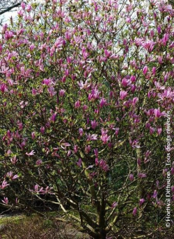 MAGNOLIA SUSAN