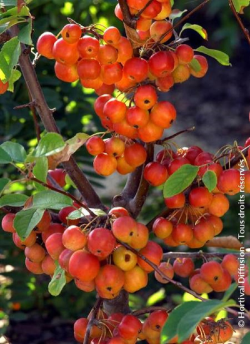 MALUS RED SENTINEL