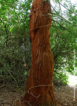 SEQUOIA sempervirens