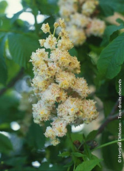 AESCULUS hippocastanum BAUMANNII