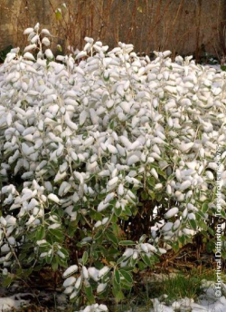 SENECIO compactus DRYSDALE