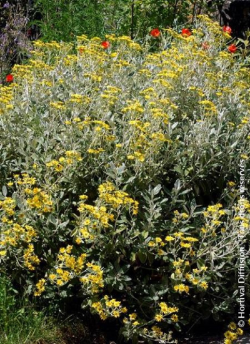 SENECIO compactus DRYSDALE