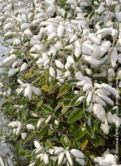 SENECIO compactus DRYSDALE