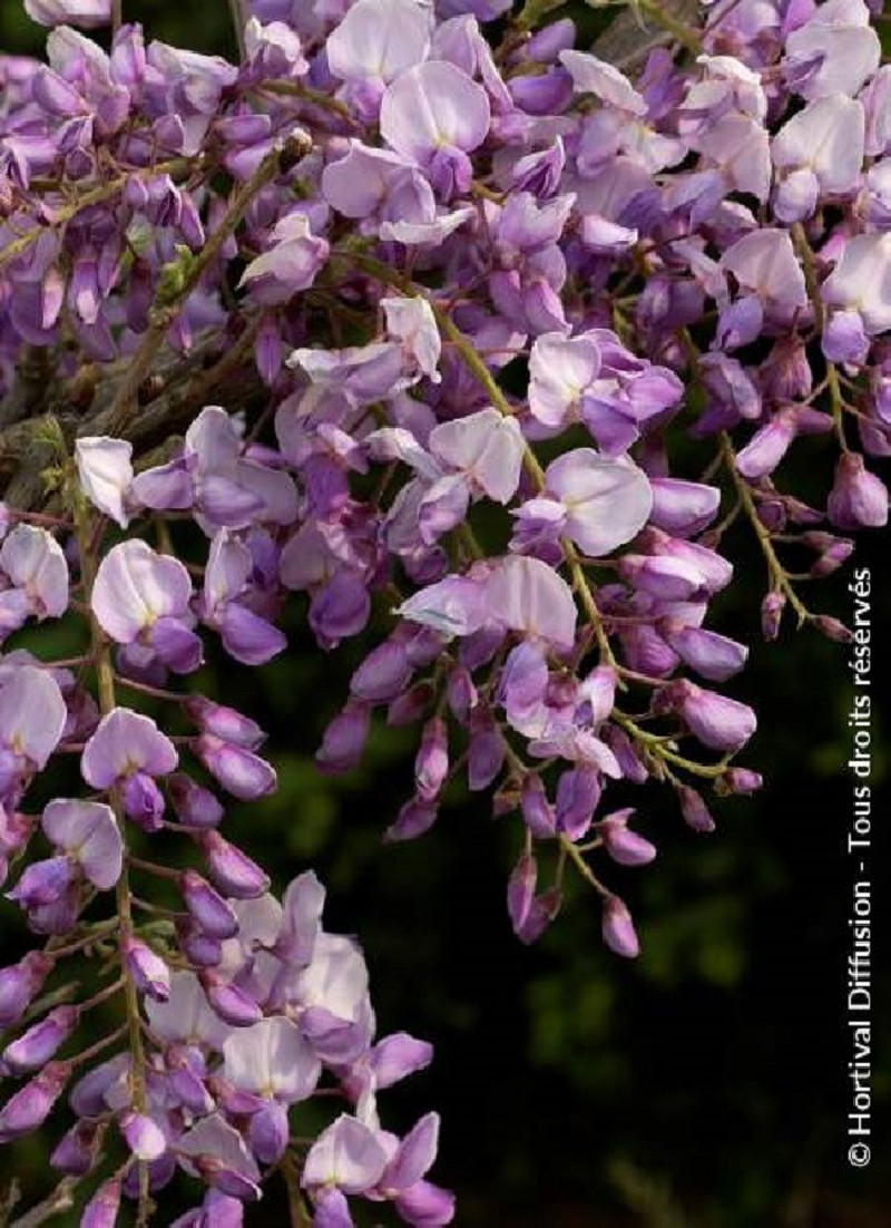 WISTERIA CAROLINE