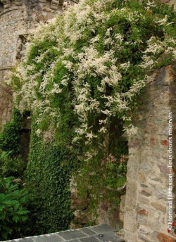 POLYGONUM aubertii