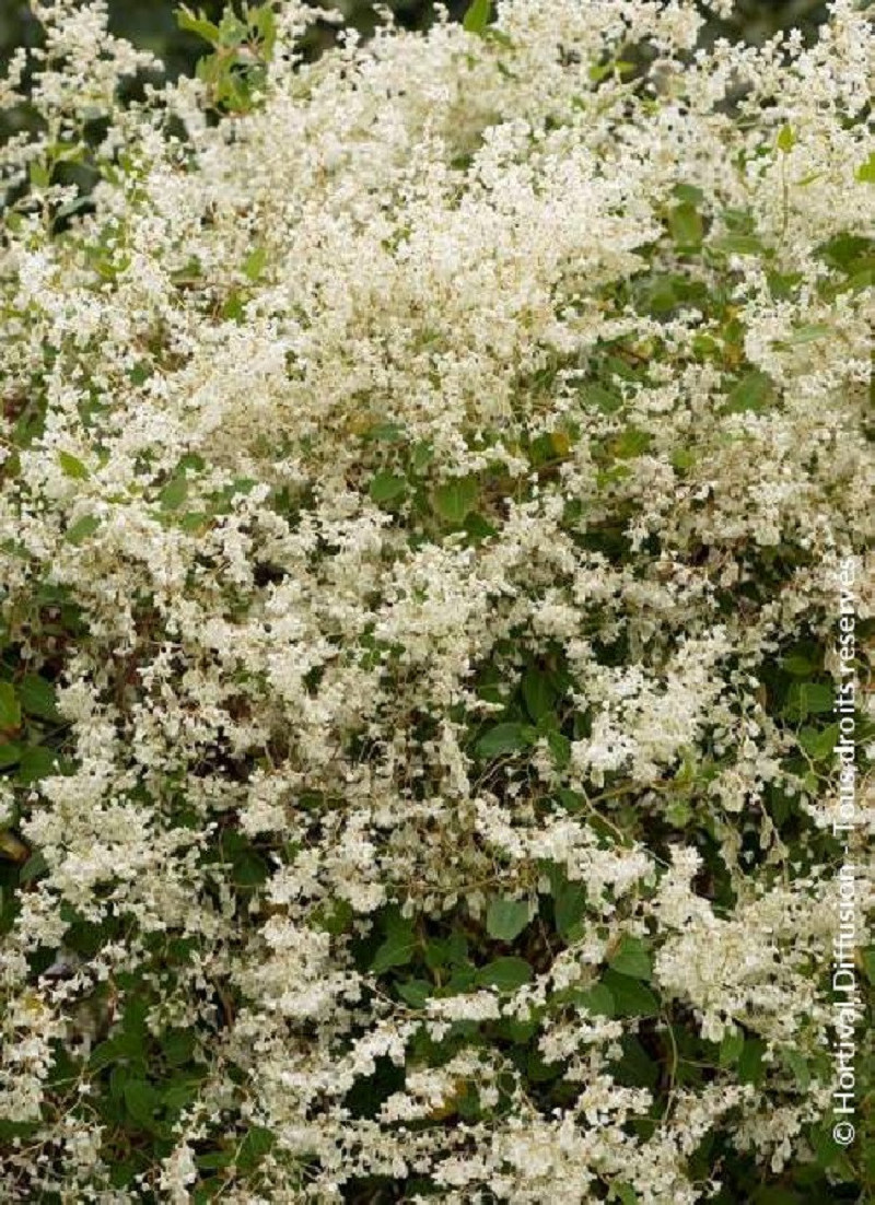 POLYGONUM aubertii