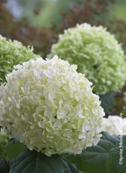 HYDRANGEA arborescens STRONG ANNABELLE
