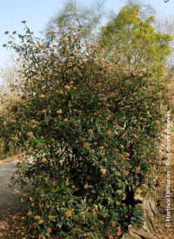 VIBURNUM pragense