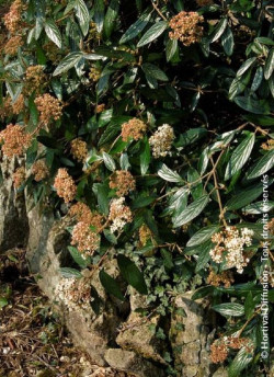 VIBURNUM pragense