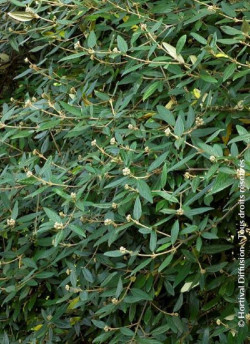 VIBURNUM pragense