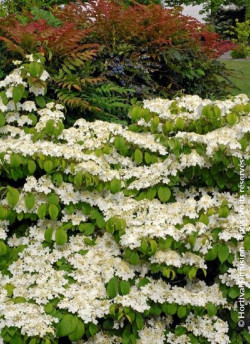 VIBURNUM plicatum MARIESII GREAT STAR®