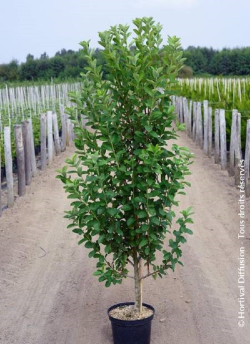 AMELANCHIER canadensis OCTOBER FLAME En pot de 10-12 litres forme quenouille hauteur 080-100 cm