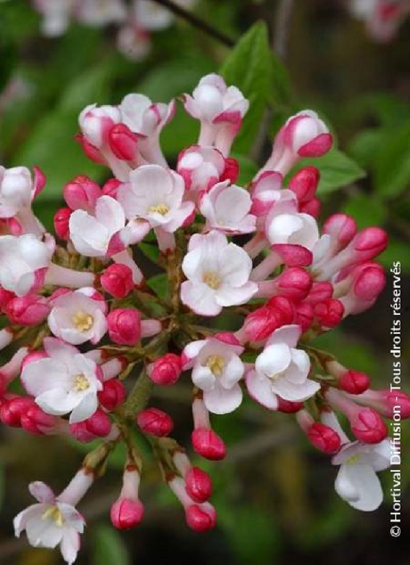 VIBURNUM burkwoodii MOHAWK
