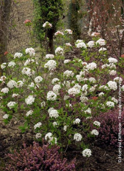 VIBURNUM burkwoodii MOHAWK