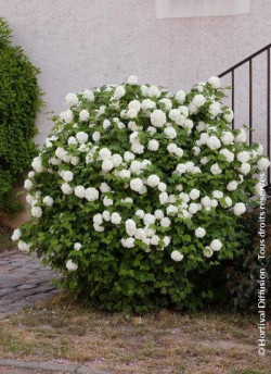 VIBURNUM opulus ROSEUM