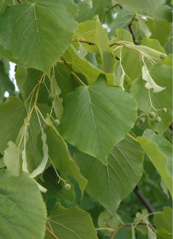 TILIA cordata