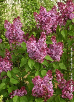 lilas-commun-princesse-sturdza-syringa-vulgaris-princesse-sturdza-1.jpg