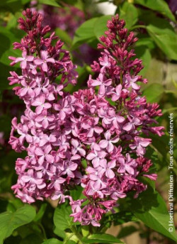 lilas-commun-princesse-sturdza-syringa-vulgaris-princesse-sturdza.jpg