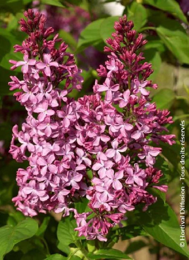 lilas-commun-princesse-sturdza-syringa-vulgaris-princesse-sturdza.jpg