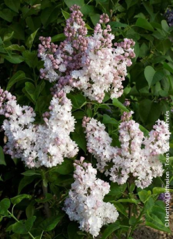 SYRINGA BELLE DE MOSCOU