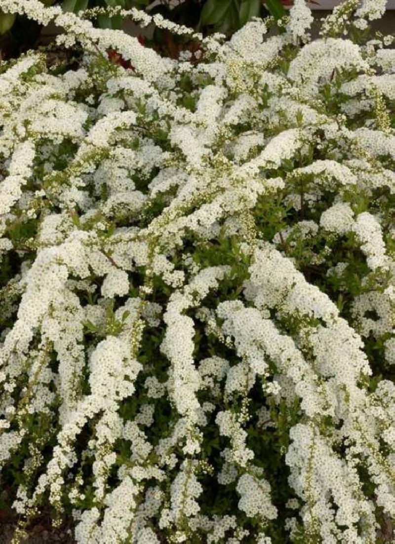 SPIRAEA arguta