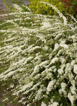 SPIRAEA arguta