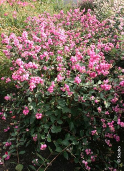 SYMPHORICARPOS doorenbosii MAGICAL CANDY