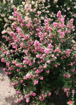 SYMPHORICARPOS doorenbosii MAGICAL SWEET