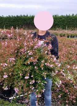 ABELIA EDWARD GOUCHER En pot de 10-12 litres buisson hauteur 050-060 cm