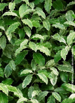 PITTOSPORUM tenuifolium IRENE PATERSON