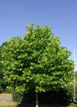 platane-commun-alphens-globe-platanus-hispanica-alphens-globe-1.jpg