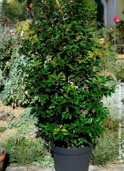 PRUNUS lusitanica BRENELIA
