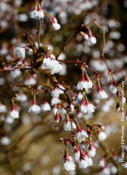 PRUNUS incisa KOJO NO MAI