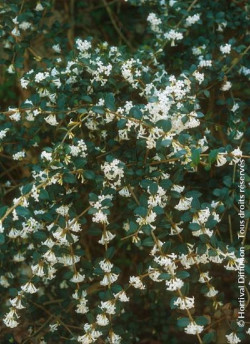 OSMANTHUS delavayi
