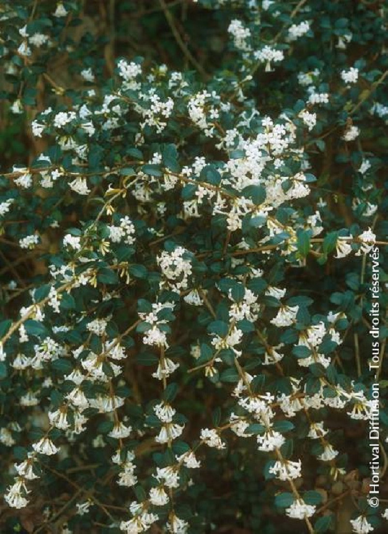 OSMANTHUS delavayi