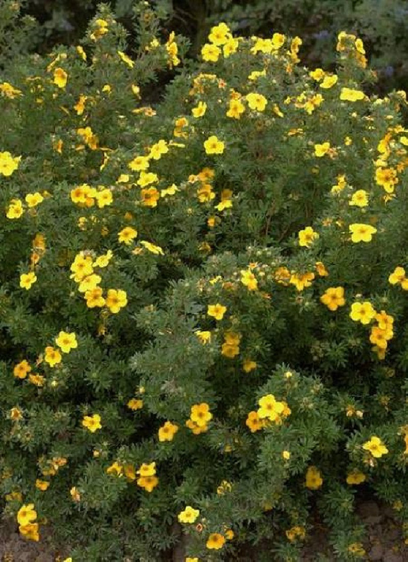 POTENTILLA fruticosa GOLDFINGER