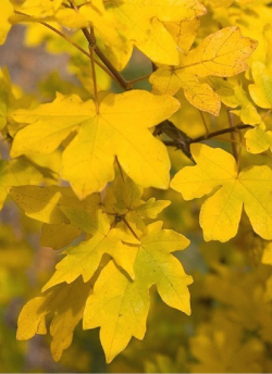 ACER campestre