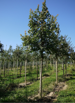 ACER campestre