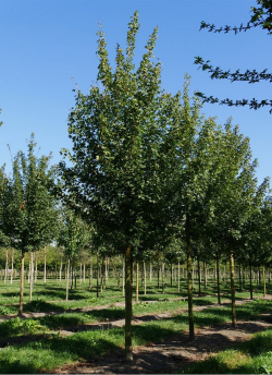 ACER campestre
