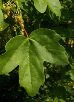 ACER ELSRIJK