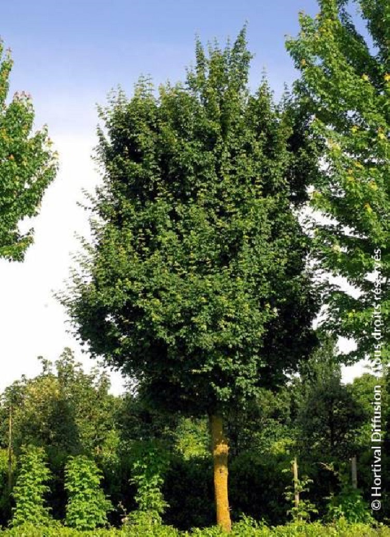 ACER ELSRIJK