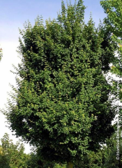 ACER ELSRIJK